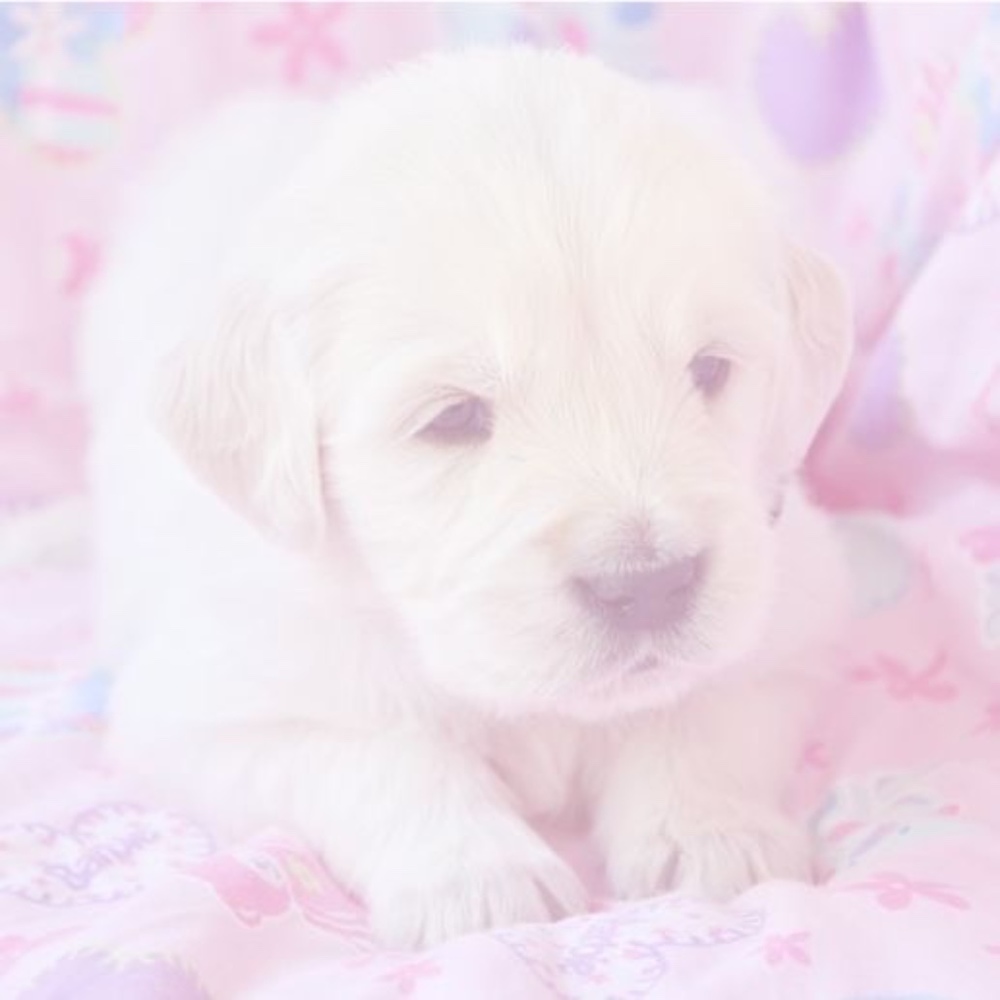 Meet your Posher, Layla & makayla